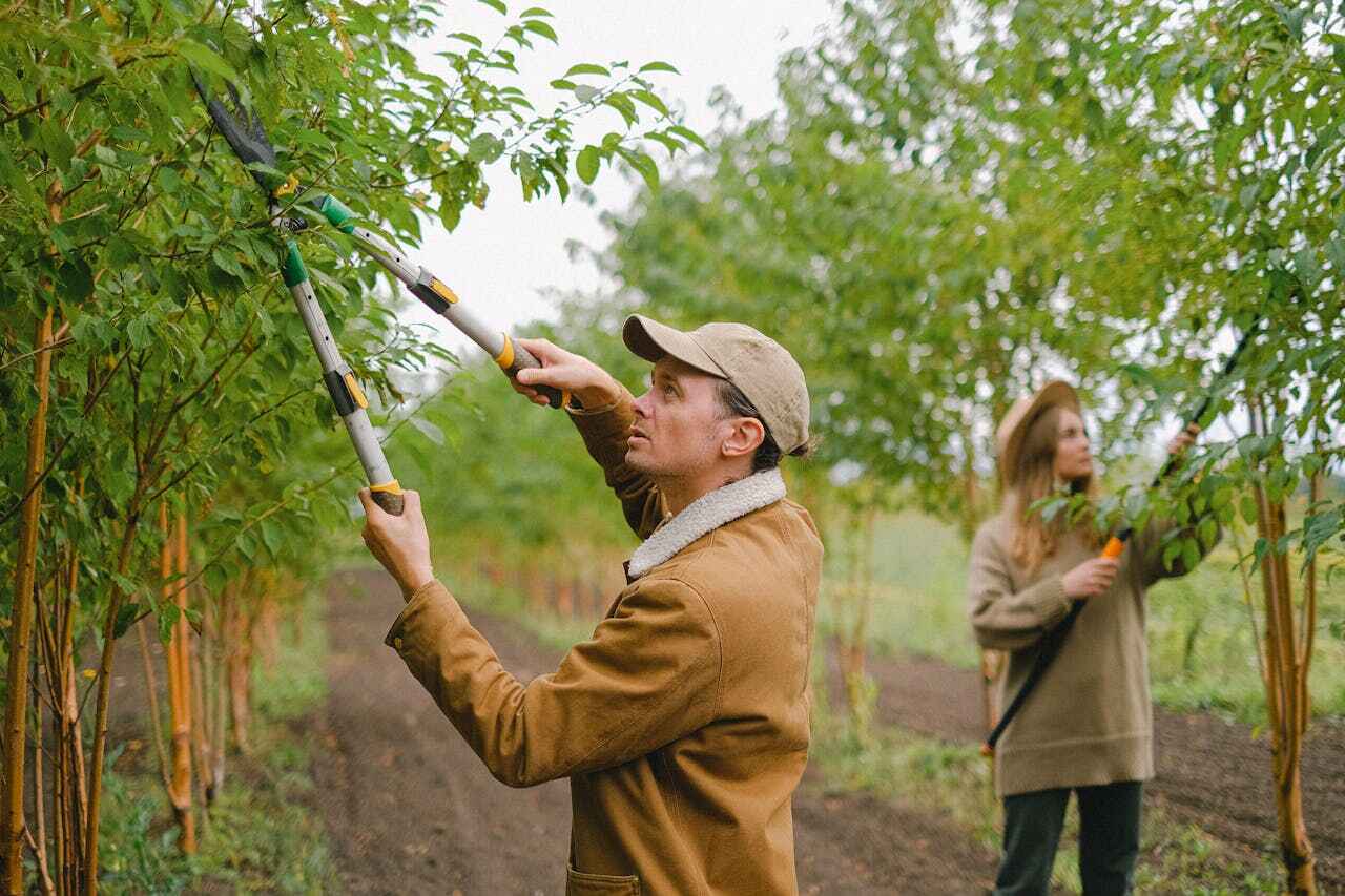 Best Tree Disease Treatment  in Columbia Heights, MN